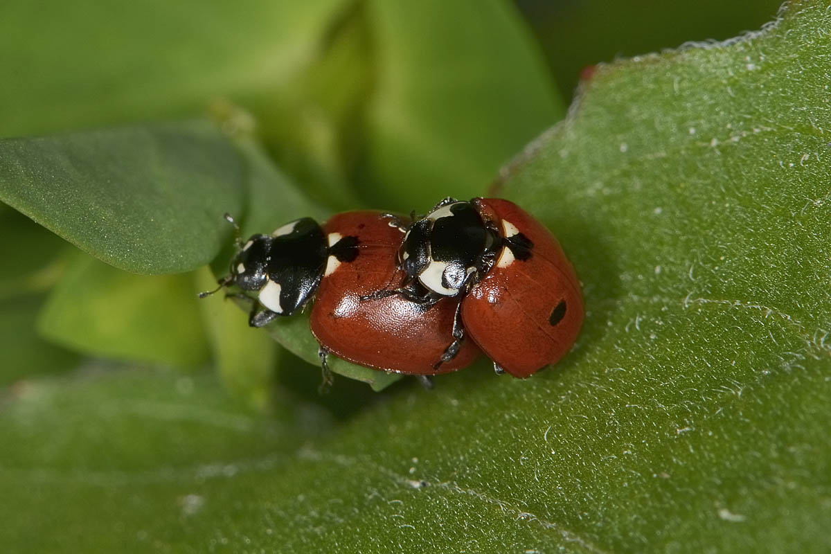 Coccinella quinquepunctata? Si!